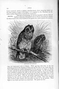 Original Old Antique Print Natural History 1895 Short Eared Owl Bird Prey 19th