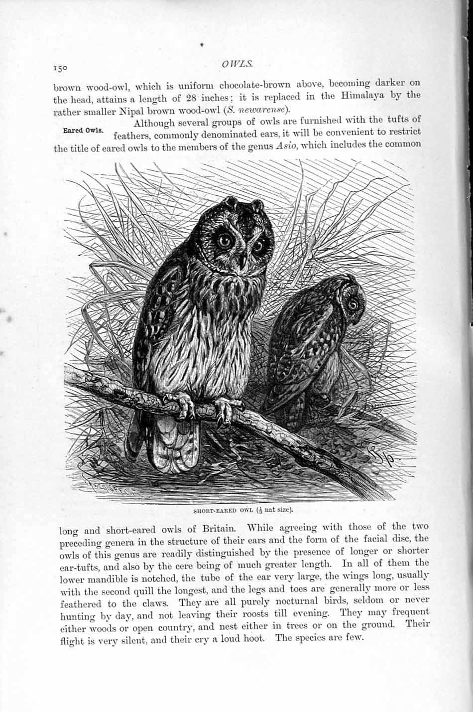Original Old Antique Print Natural History 1895 Short Eared Owl Bird Prey 19th