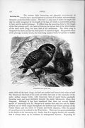 Original Old Antique Print Natural History 1895 Burrowing Owl Bird Prey 19th
