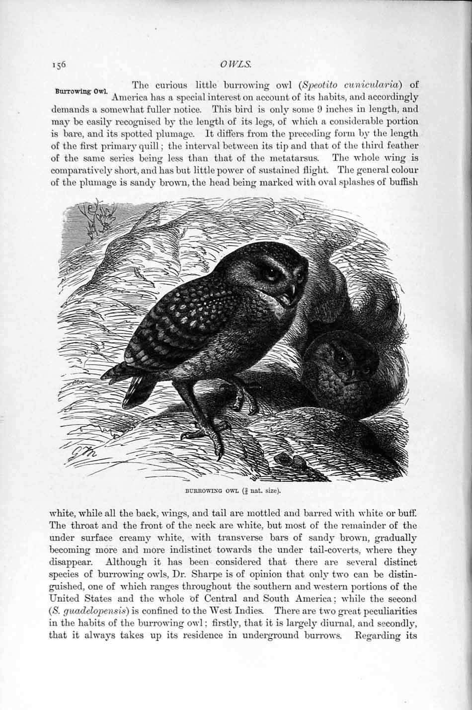 Original Old Antique Print Natural History 1895 Burrowing Owl Bird Prey 19th