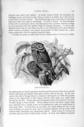 Original Old Antique Print Natural History 1895 Little Owl Bird Prey Victorian