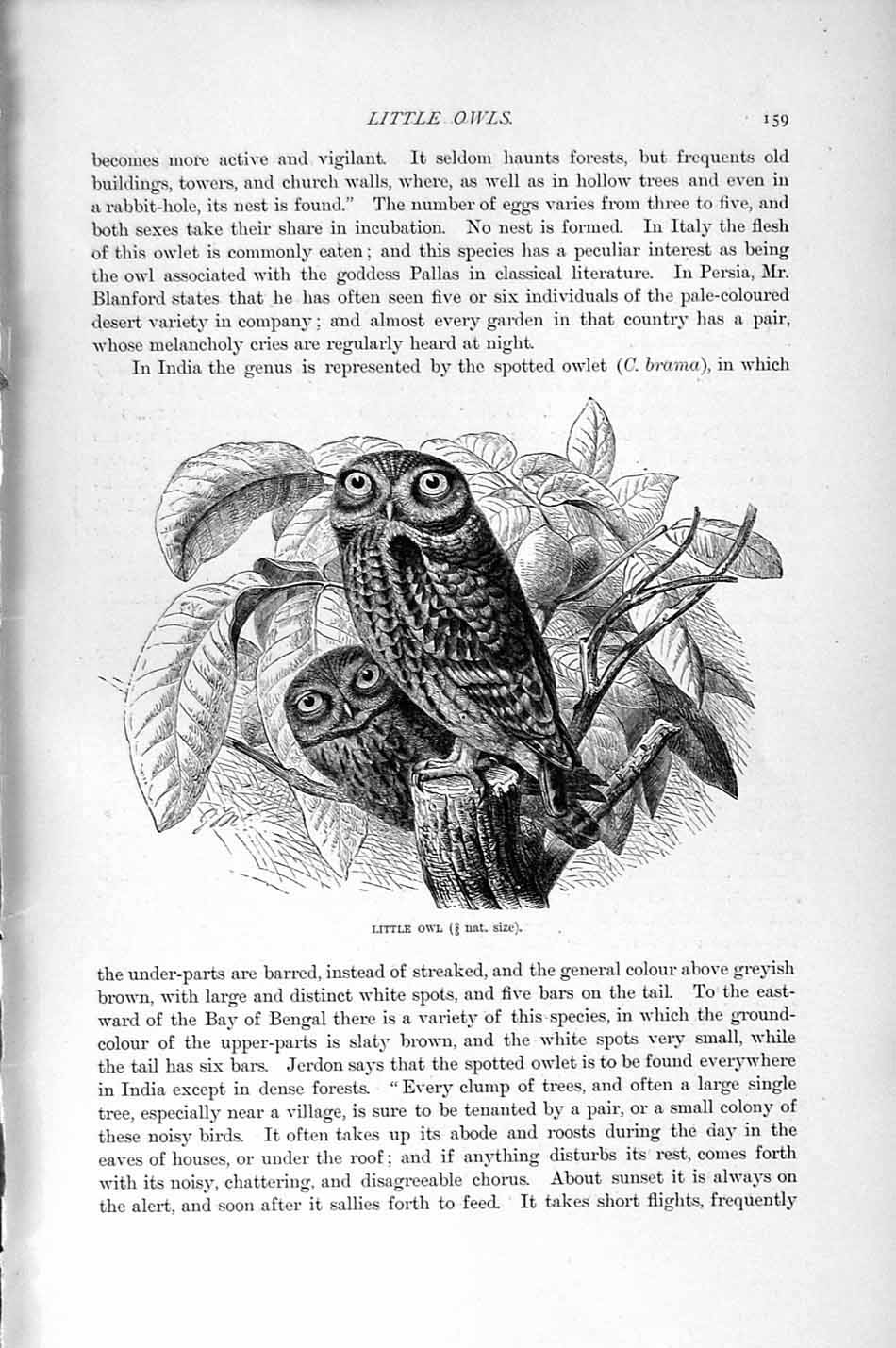 Original Old Antique Print Natural History 1895 Little Owl Bird Prey Victorian