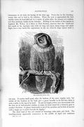 Original Old Antique Print Natural History 1895 Hawk Owl Bird Prey Victorian