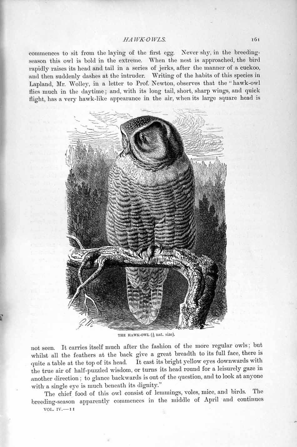 Original Old Antique Print Natural History 1895 Hawk Owl Bird Prey Victorian