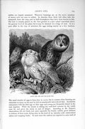 Original Old Antique Print Natural History 1895 Snowy Owl Lapp Bird Prey 19th