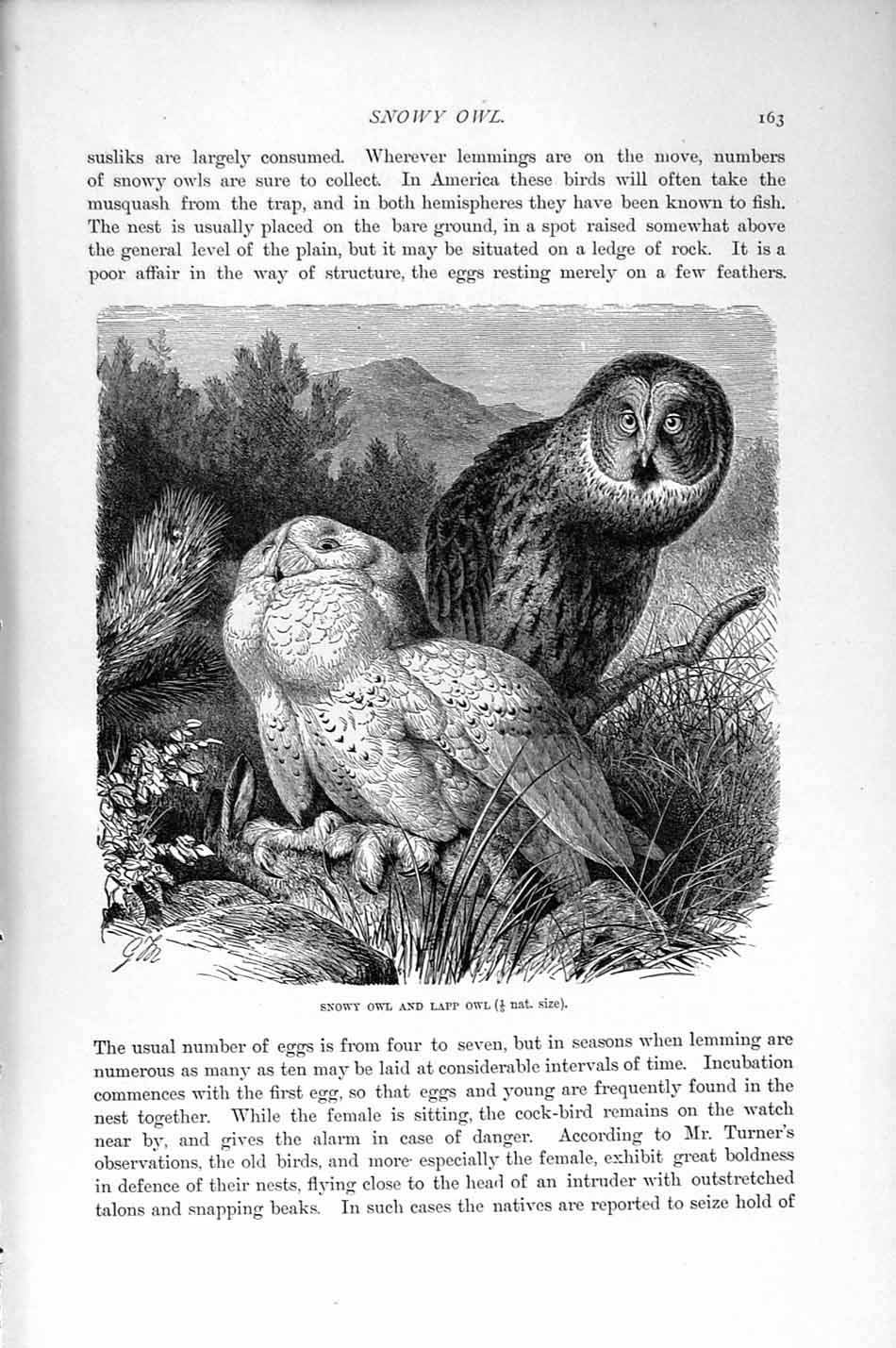 Original Old Antique Print Natural History 1895 Snowy Owl Lapp Bird Prey 19th