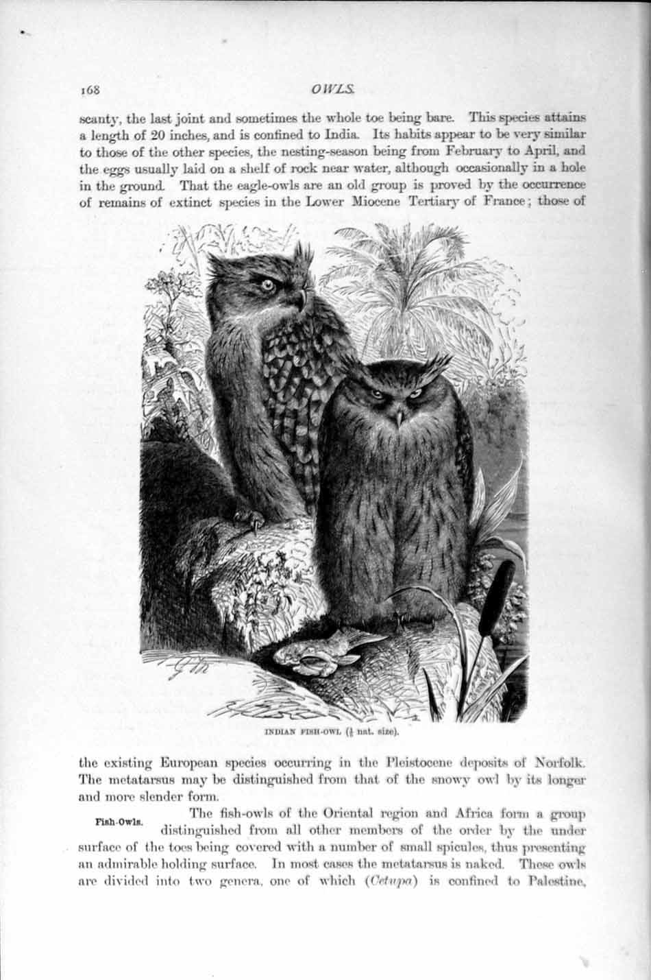 Original Old Antique Print Natural History 1895 Indian Fish Owl Bird Prey 19th
