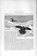 Original Old Antique Print Natural History 1895 Merlin Diurnal Bird Prey 19th