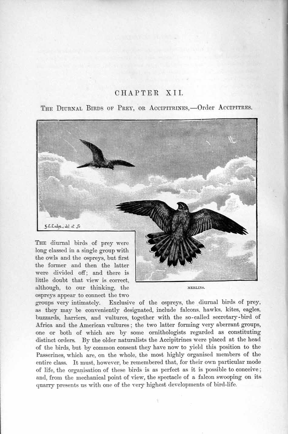 Original Old Antique Print Natural History 1895 Merlin Diurnal Bird Prey 19th