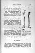 Old Antique Print Natural History 1895 Cannon Bone Buzzard Tarsus Birds 19th