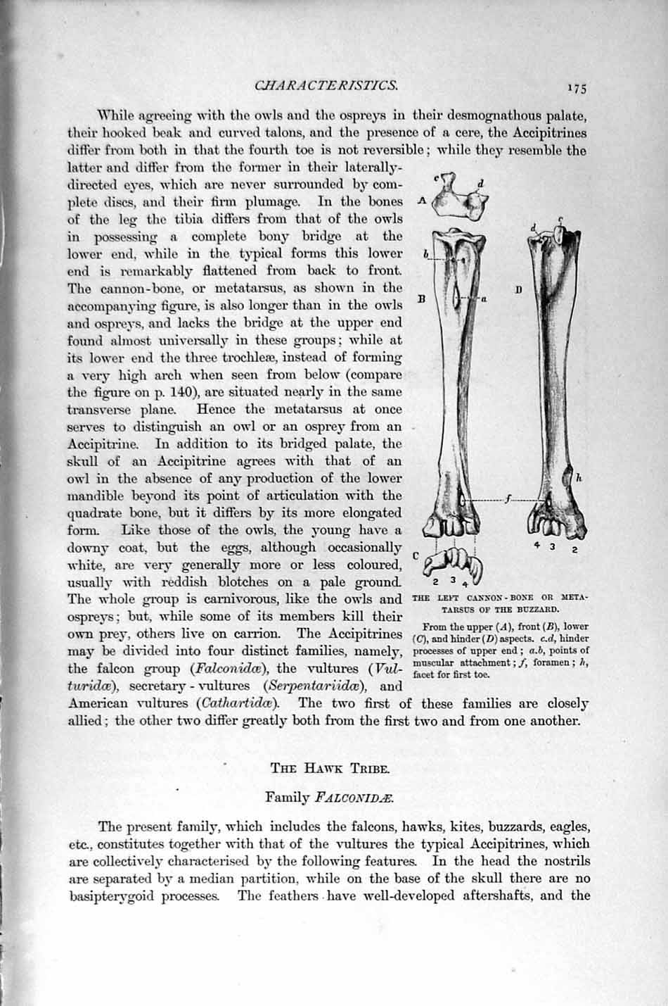 Old Antique Print Natural History 1895 Cannon Bone Buzzard Tarsus Birds 19th