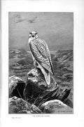Original Old Antique Print Natural History 1895 Greenland Falcon Bird Prey 19th