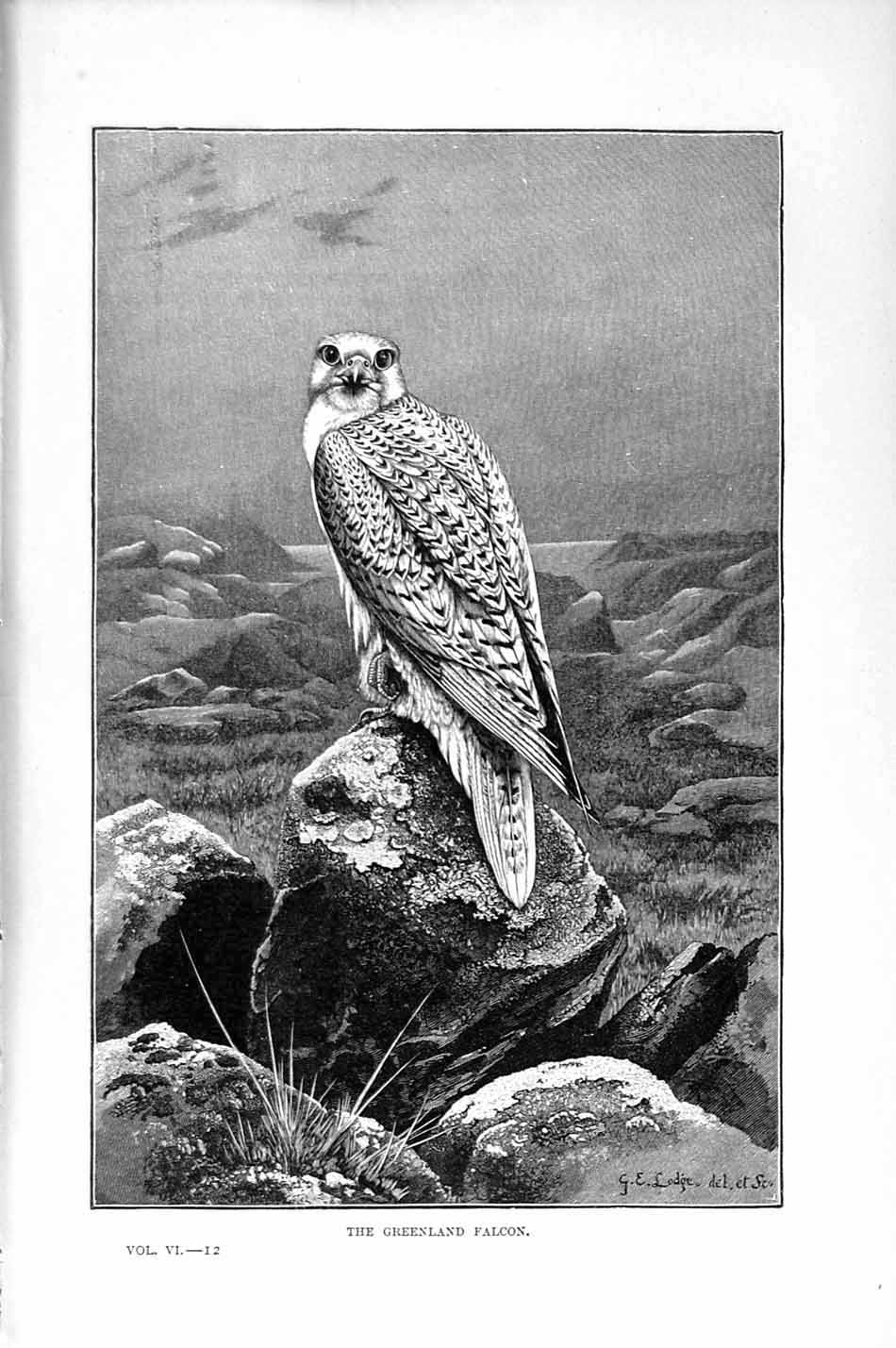 Original Old Antique Print Natural History 1895 Greenland Falcon Bird Prey 19th