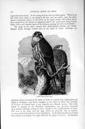 Original Old Antique Print Saker Falcon Diurnal Birds Prey Natural History 1895