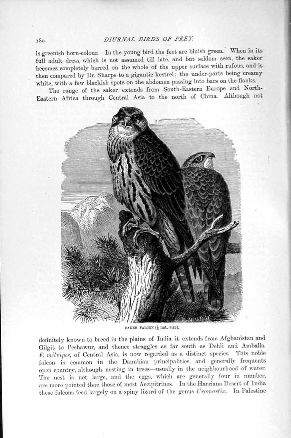 Original Old Antique Print Saker Falcon Diurnal Birds Prey Natural History 1895
