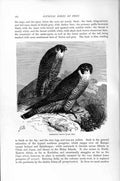 Old Antique Print Natural History 1895 Peregrine Falcon Diurnal Bird Prey 19th