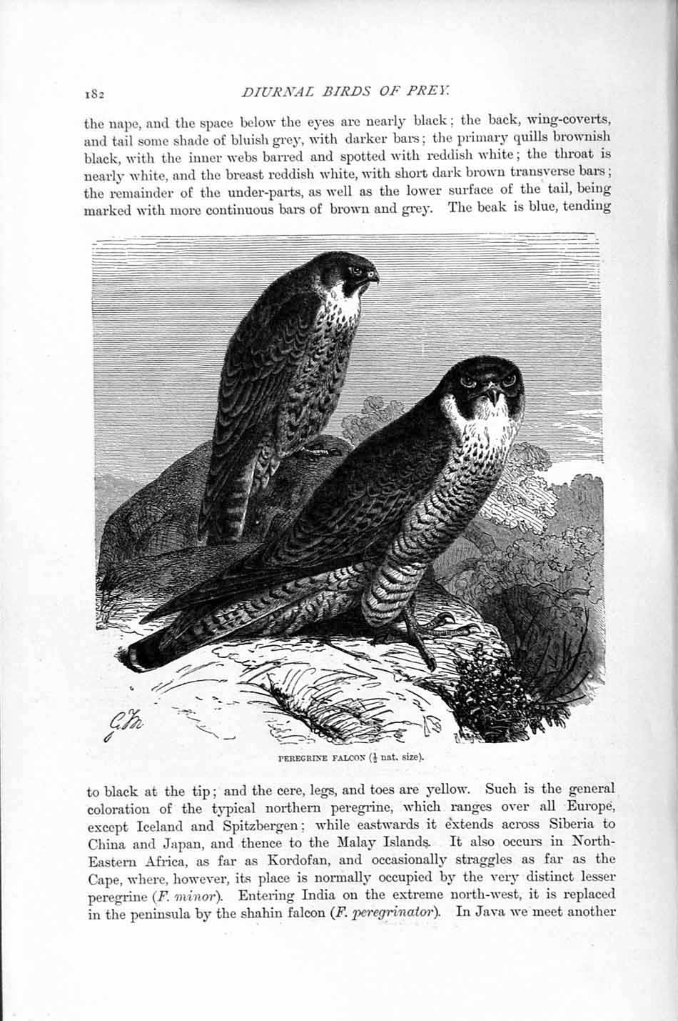 Old Antique Print Natural History 1895 Peregrine Falcon Diurnal Bird Prey 19th