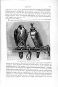 Old Antique Print Natural History 1895 Peregrines Red Falcon Blue Tiercel 19th