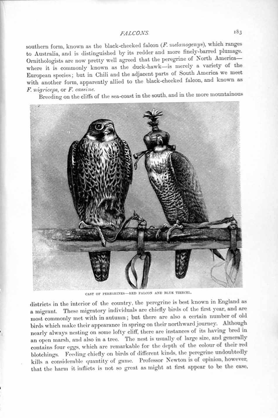 Old Antique Print Natural History 1895 Peregrines Red Falcon Blue Tiercel 19th