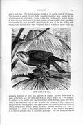 Original Old Antique Print Natural History 1895 Turumti Falcon Bird Prey 19th