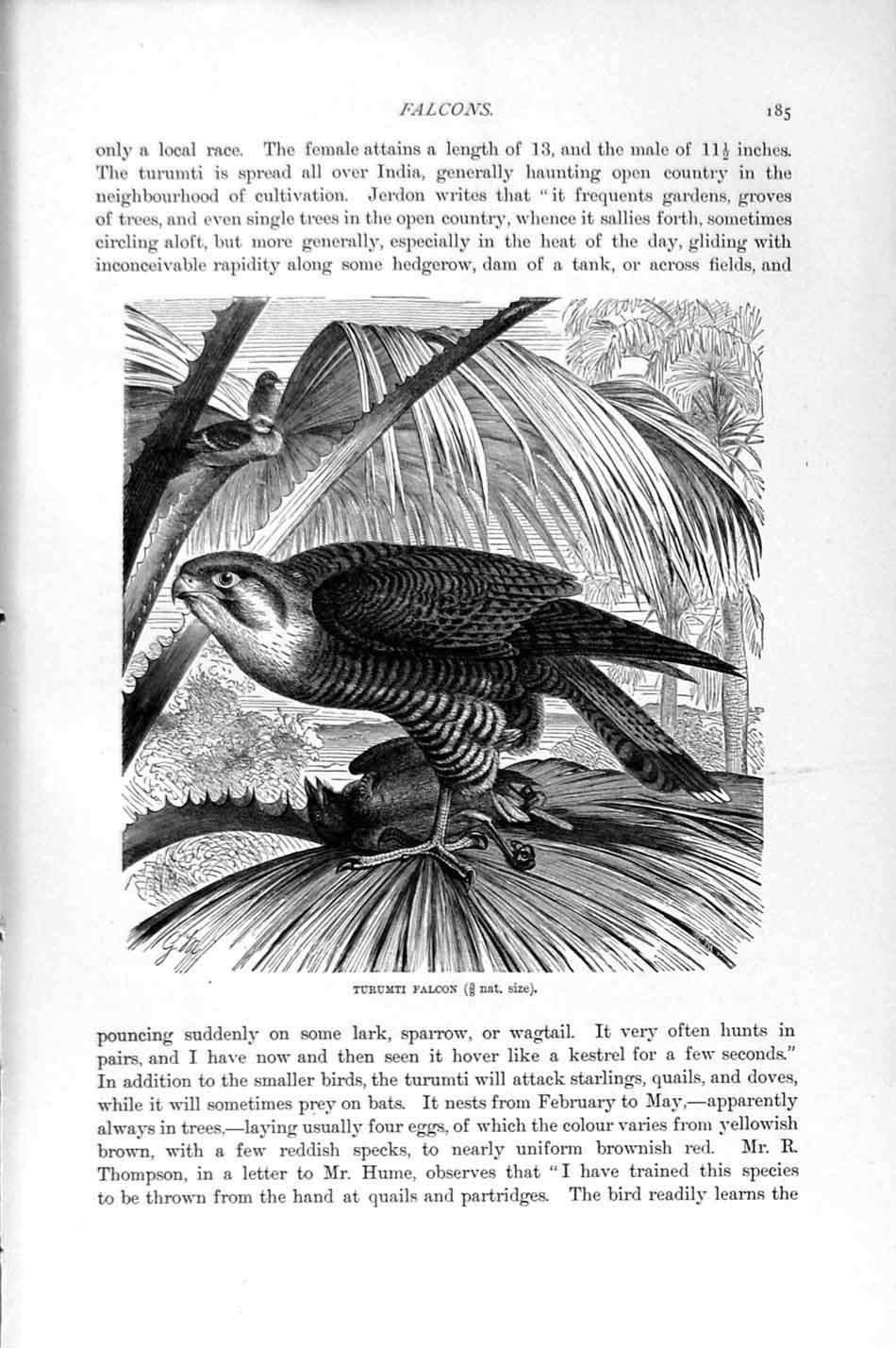Original Old Antique Print Natural History 1895 Turumti Falcon Bird Prey 19th