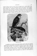 Original Old Antique Print Natural History 1895 Merlin Falcon Birds Prey 19th