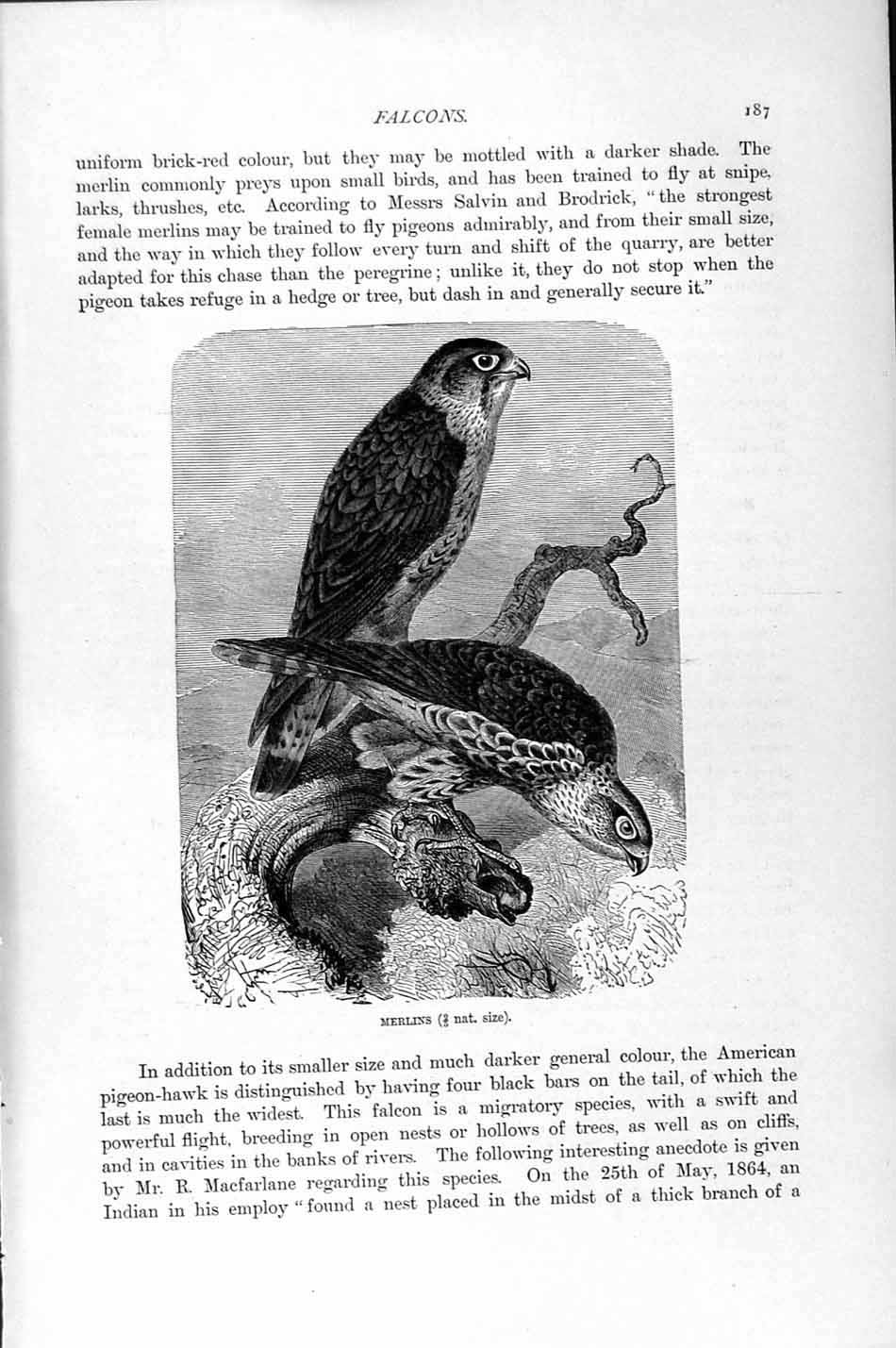 Original Old Antique Print Natural History 1895 Merlin Falcon Birds Prey 19th