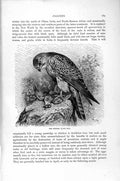 Original Old Antique Print Natural History 1895 Kestrel Falcon Bird Prey 19th