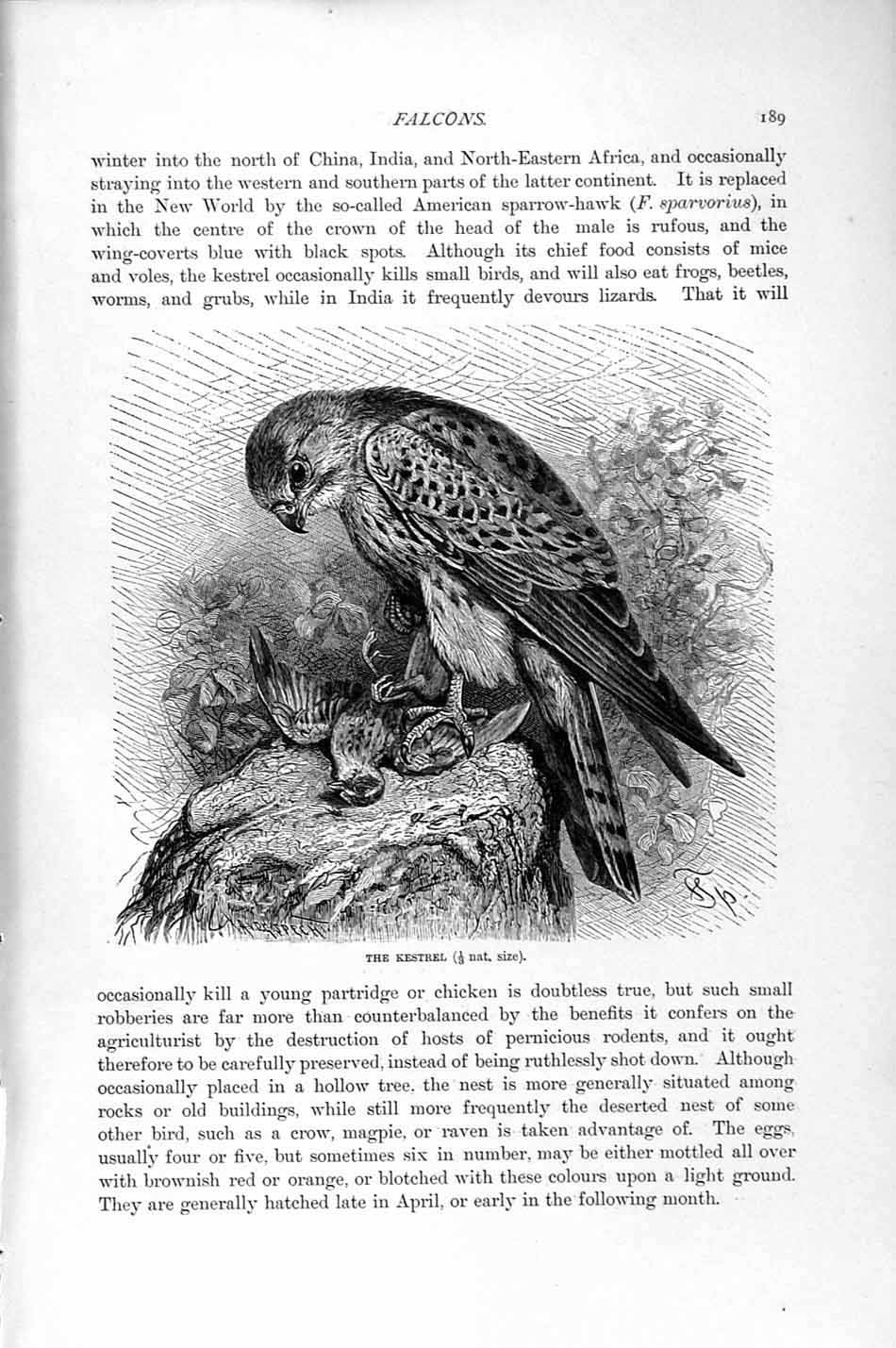 Original Old Antique Print Natural History 1895 Kestrel Falcon Bird Prey 19th