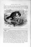 Old Antique Print Black-Legged Falconet Diurnal Bird Natural History 1895 19th