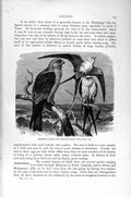 Old Antique Print Natural History 1895 Mississipi Falcon Kite Birds Prey 19th
