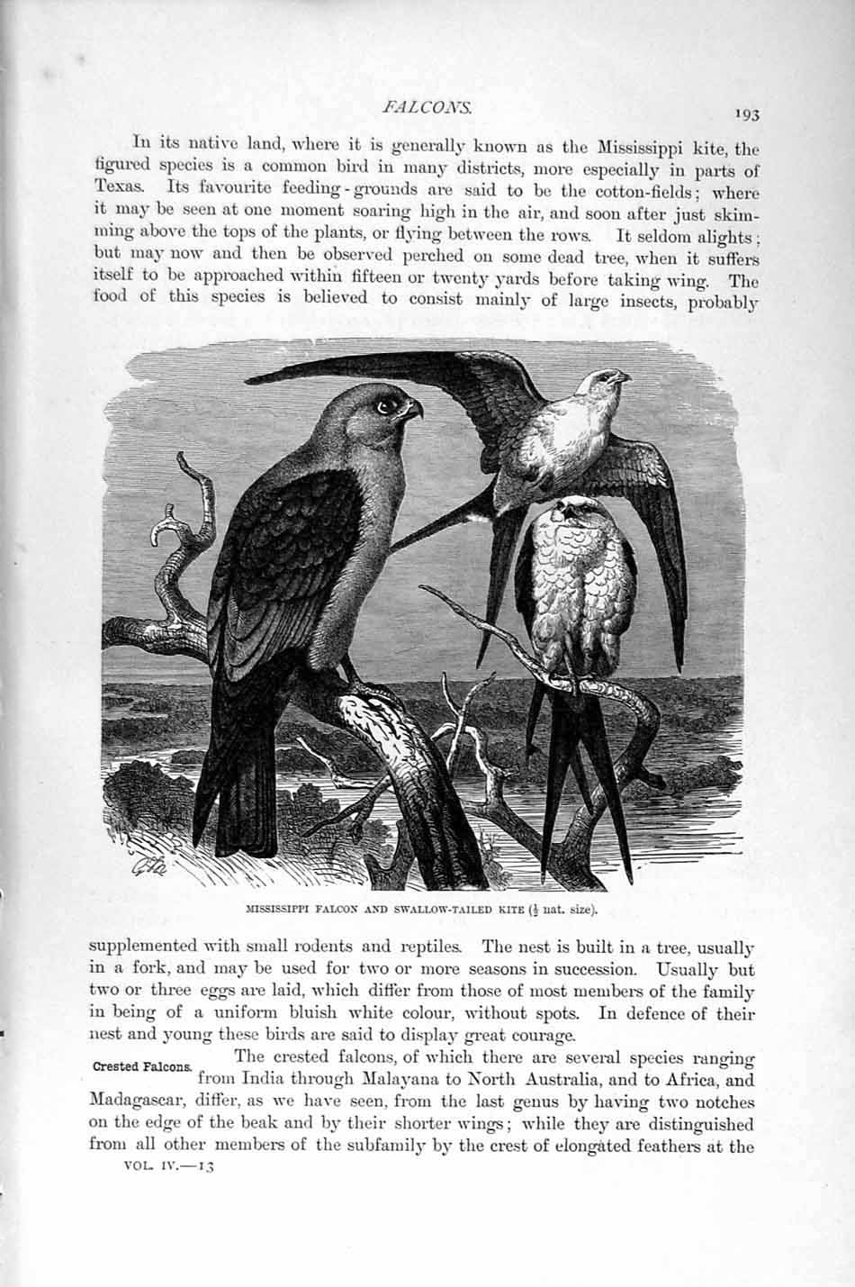 Old Antique Print Natural History 1895 Mississipi Falcon Kite Birds Prey 19th