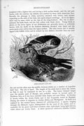 Original Old Antique Print Honey Buzzards Birds Prey Natural History 1895 19th