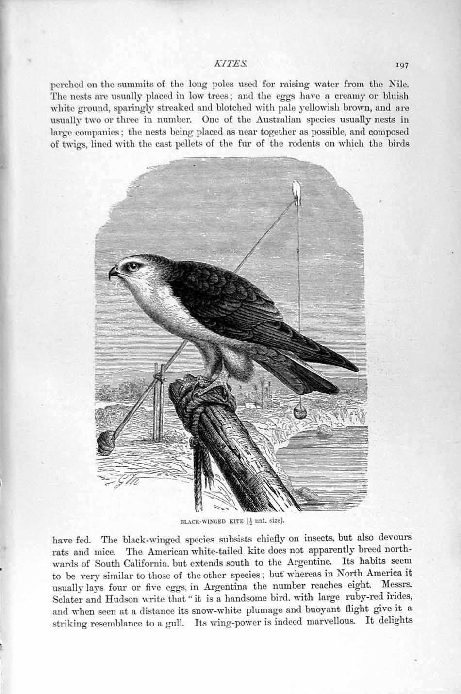 Original Old Antique Print Black-Winged Kite Bird Prey Natural History 1895