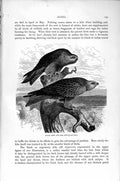 Old Antique Print Natural History 1895 Black Kite Red Bird Prey Egyptian 19th