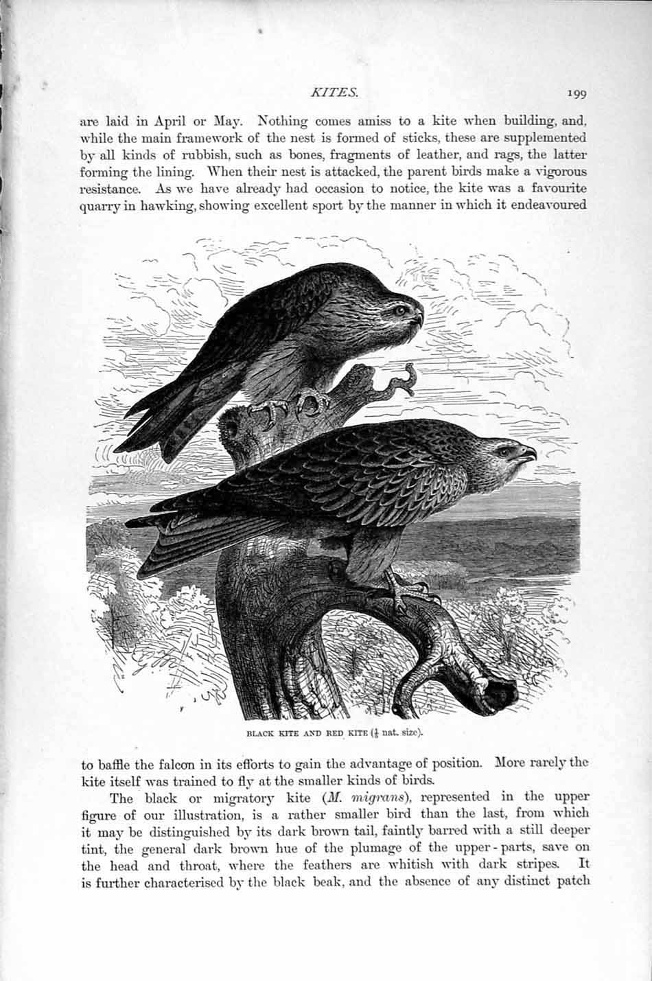 Old Antique Print Natural History 1895 Black Kite Red Bird Prey Egyptian 19th