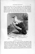 Original Old Antique Print Natural History 1895 Vulturine Sea Eagle Bird Prey