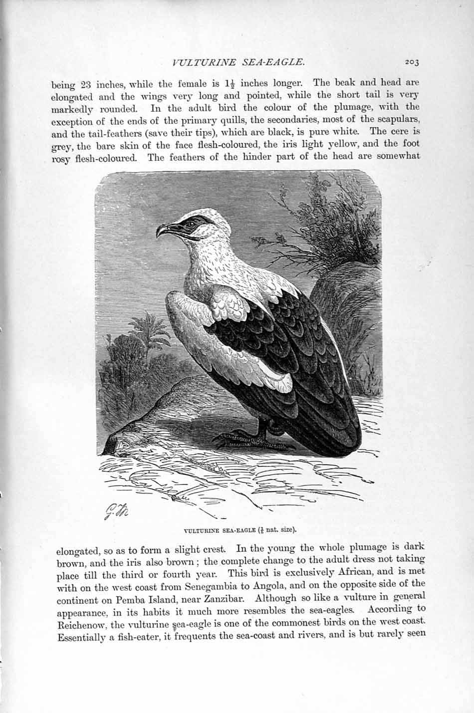 Original Old Antique Print Natural History 1895 Vulturine Sea Eagle Bird Prey