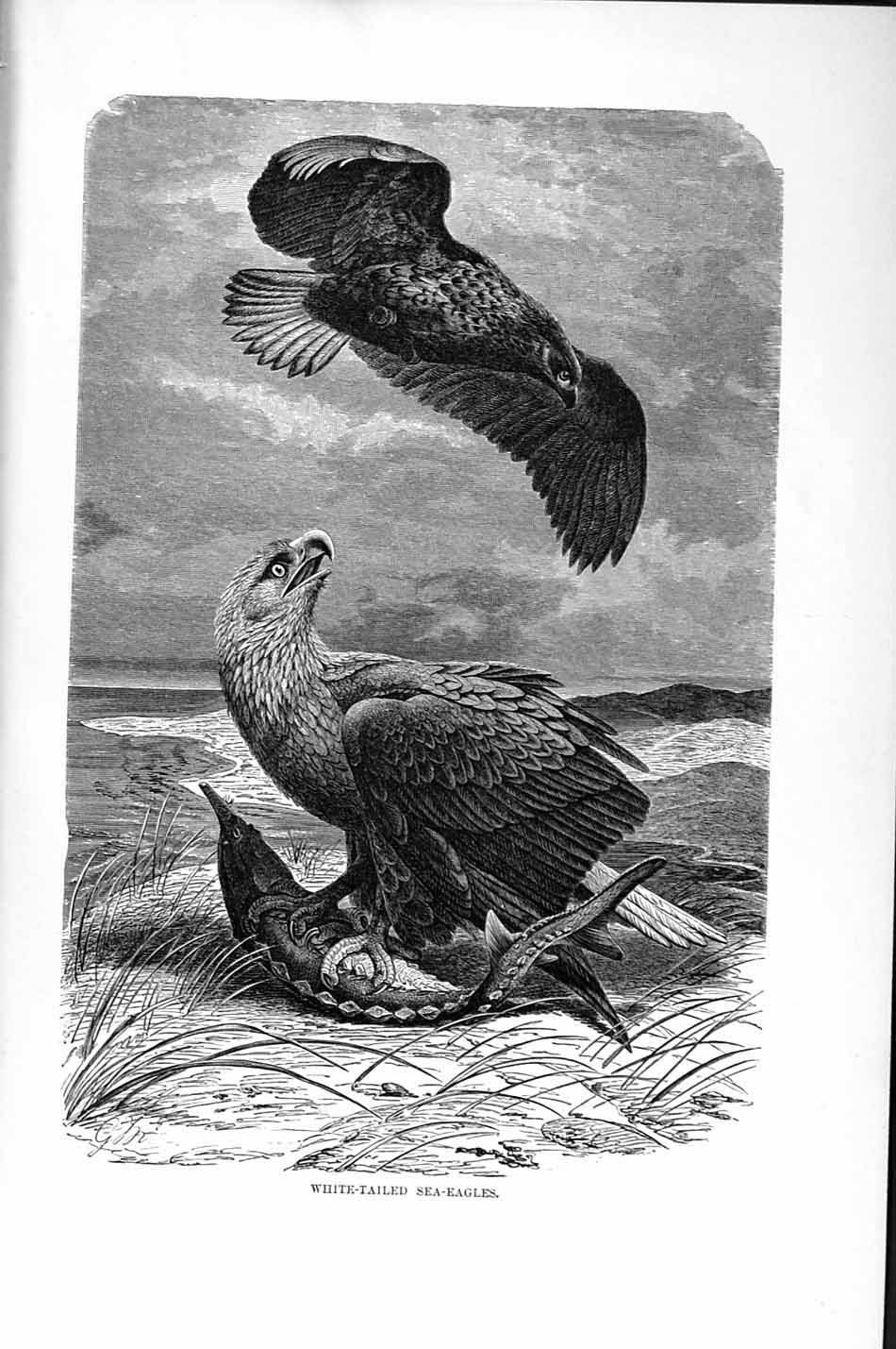 Old Antique Print Natural History 1895 White-Tailed Sea Eagles Bird Prey 19th