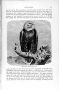 Old Antique Print Natural History 1895 White-Headed Sea Eagle Bird Prey 19th
