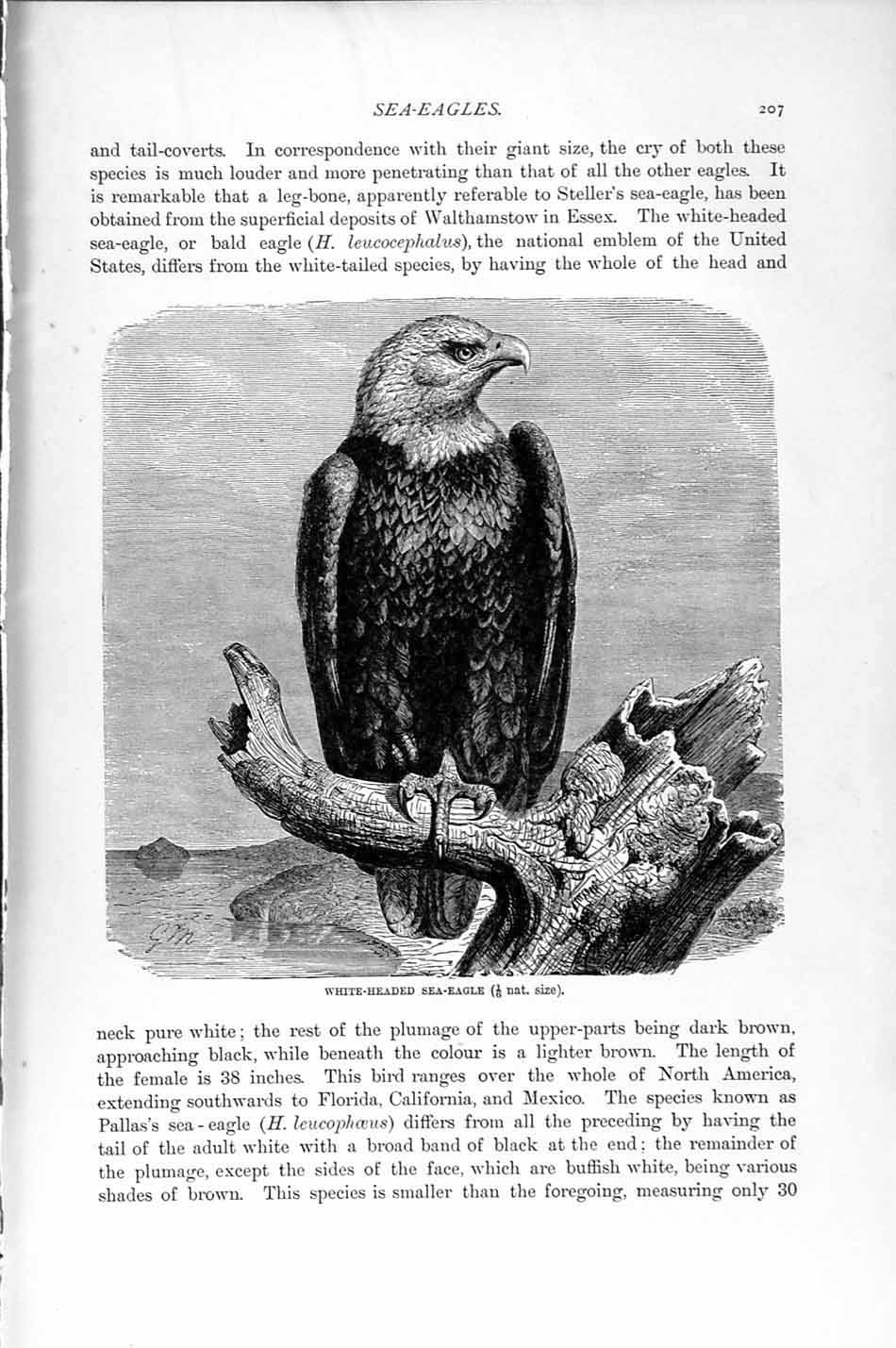 Old Antique Print Natural History 1895 White-Headed Sea Eagle Bird Prey 19th