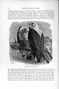 Original Old Antique Print Natural History 1895 African Sea Eagle Diurnal Birds