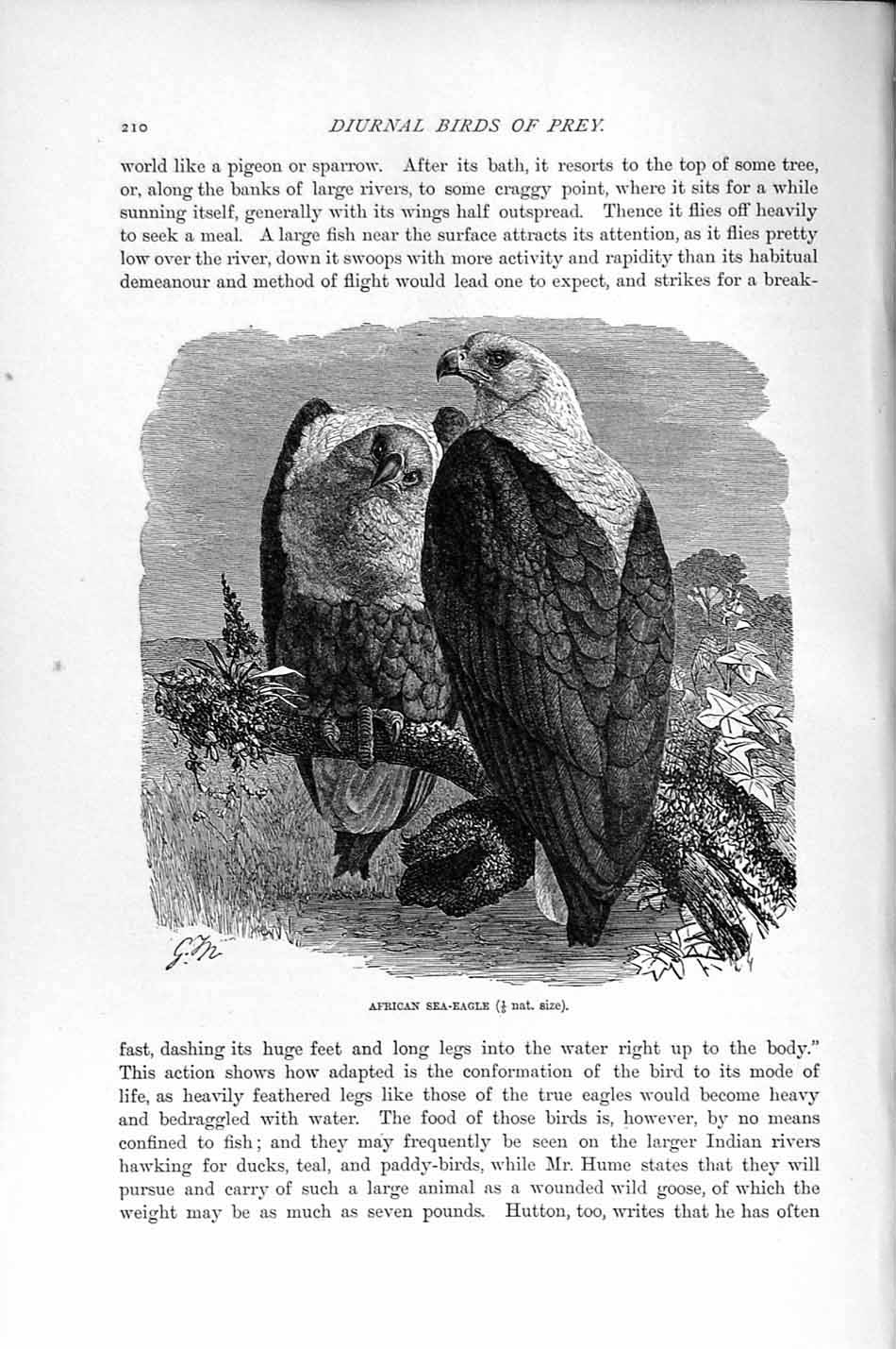 Original Old Antique Print Natural History 1895 African Sea Eagle Diurnal Birds