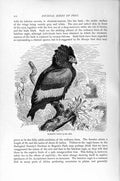 Old Antique Print Bateleur Eagle Diurnal Bird Prey Natural History 1895 19th