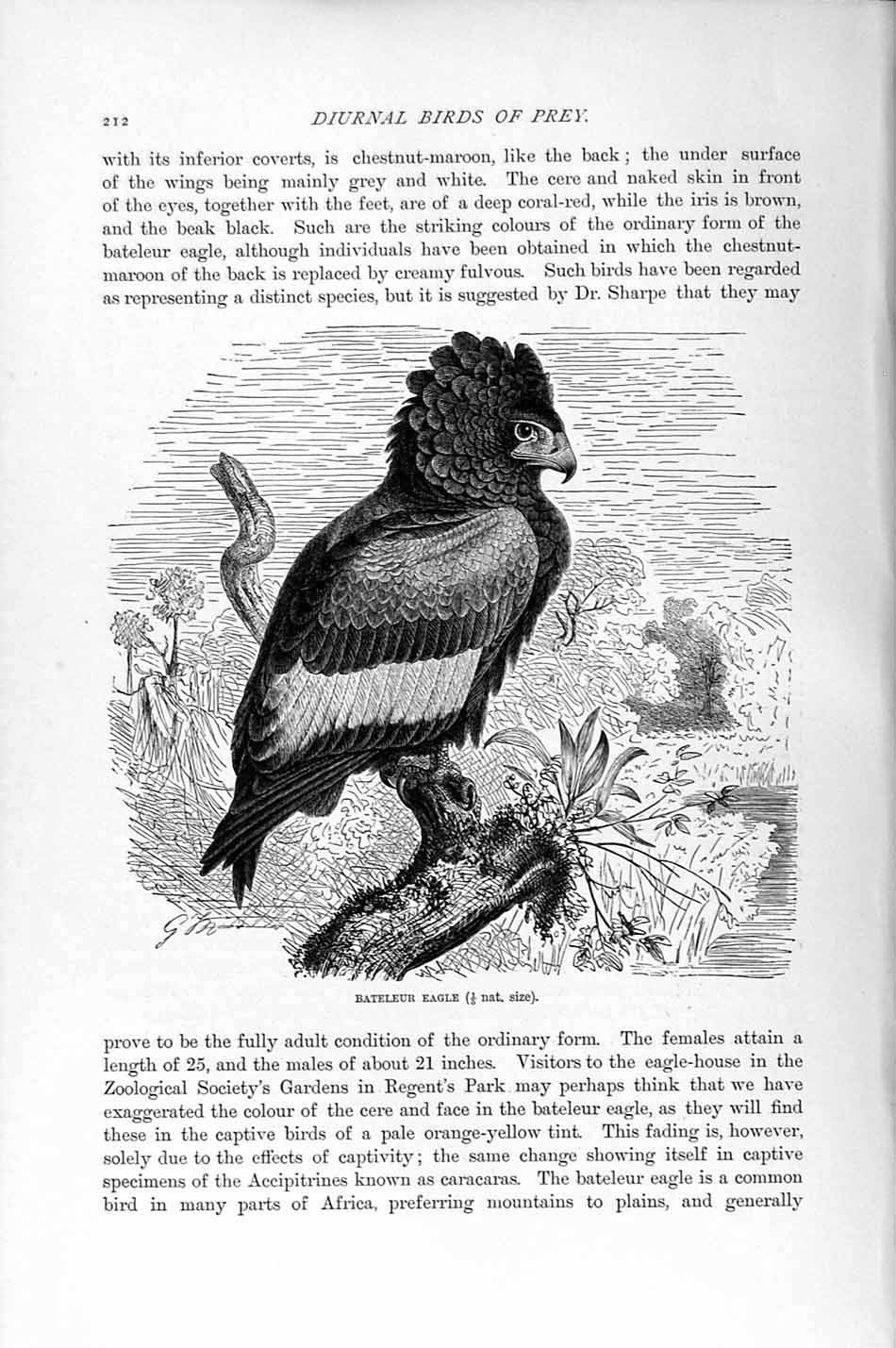 Old Antique Print Bateleur Eagle Diurnal Bird Prey Natural History 1895 19th