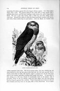 Old Antique Print Natural History 1895 Common Harrier-Eagle Diurnal Bird 19th