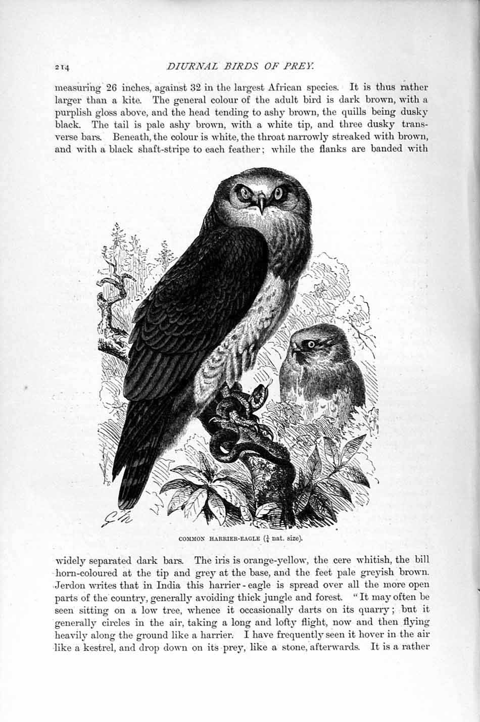 Old Antique Print Natural History 1895 Common Harrier-Eagle Diurnal Bird 19th