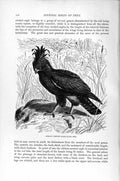 Old Antique Print Natural History 1895 African Crested Eagle Diurnal Bird 19th