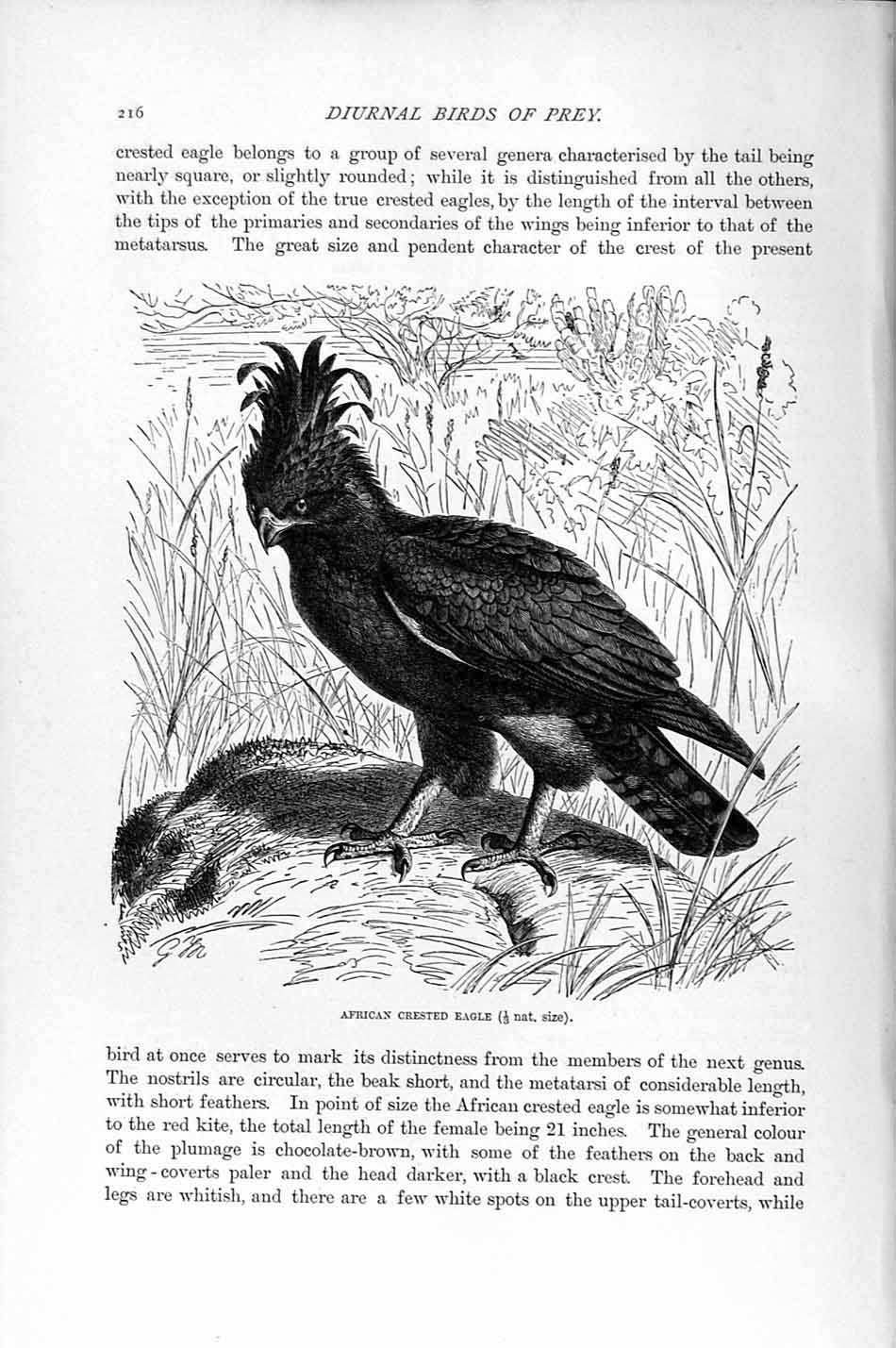 Old Antique Print Natural History 1895 African Crested Eagle Diurnal Bird 19th