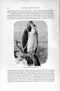 Old Antique Print Natural History 1895 Warlike Crested Eagle Diurnal Bird 19th